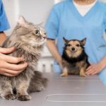 Expert Mobile Veterinary Services for Pets to Minimize Stress