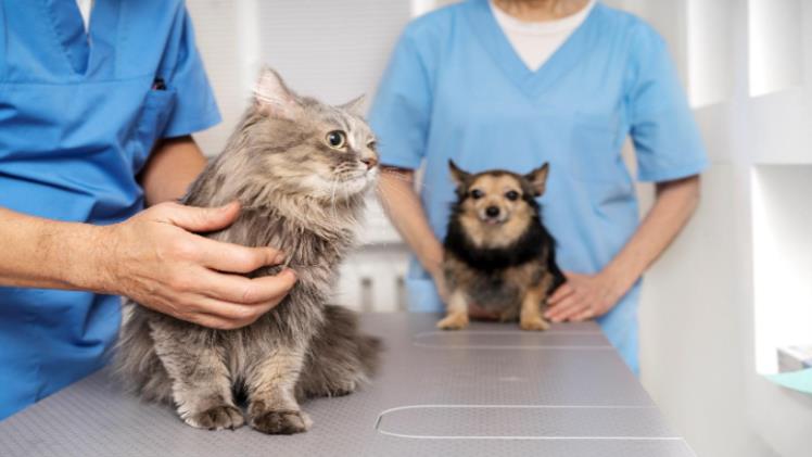Expert Mobile Veterinary Services for Pets to Minimize Stress
